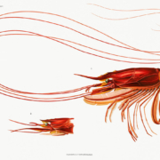 Colour illustration of a prawn