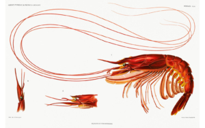 Colour illustration of a prawn