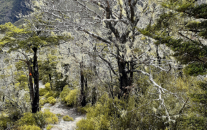 A footpath through beech trees covered in lichen with an orange triangle on one of the trees